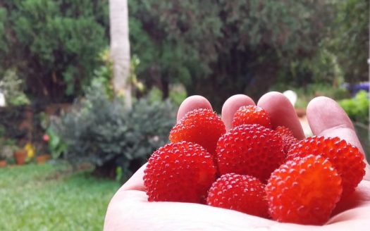 Beautiful home with raspberry orchards
