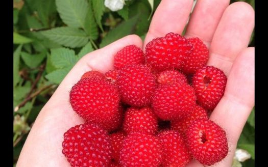Beautiful home with raspberry orchards
