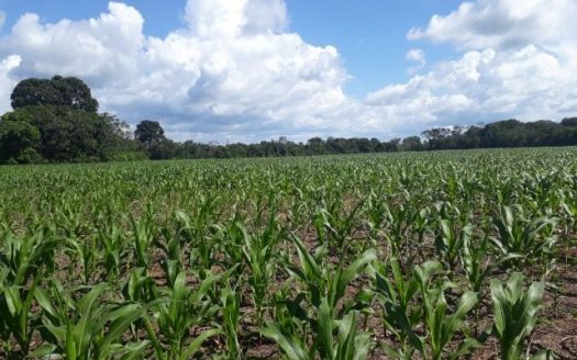 Large plot in the Esperanca neighborhood